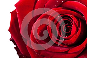 Red rose and petals on white background.