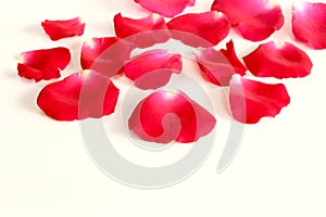 Red rose petals on white background with copy space.