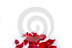 Red rose petals on white background. Shallow depth of field.