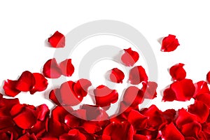 Red rose petals on white background, top view