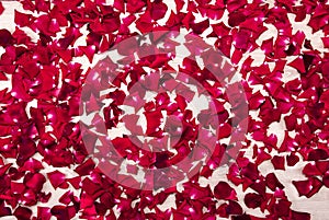 Red rose petals on a white wooden