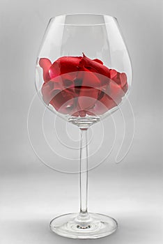 Red rose petals in wine glass on grey background. Romantic happy valentines day greeting card, women`s day, wedding invitation