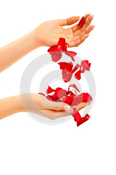 Red rose petals in woman's hand isolated