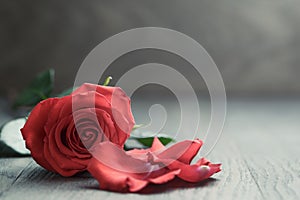 Red rose with petals on wood table