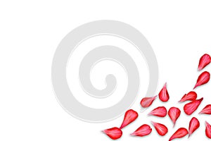 Red rose petals