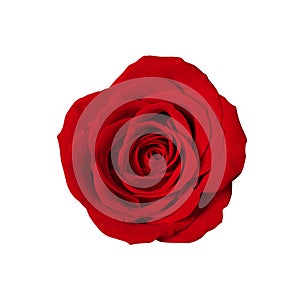 Red rose photographed from above