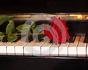 Red rose on piano keyboard