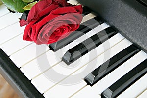 Red rose on piano keyboard. Love song concept, romantic music