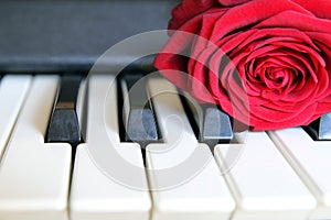 Red rose on piano keyboard. Love song concept, romantic music