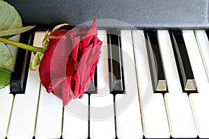 Red rose on piano keyboard. Love song concept, romantic music