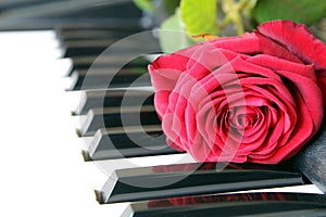 Red rose on piano keyboard. Valentines day concept, romantic music