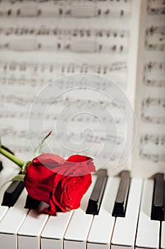 Red rose on piano keys