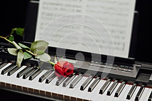 Red rose on piano keys