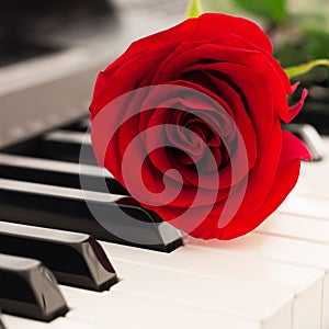 Red rose piano keys romantic background.