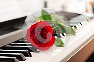 Red rose piano keys romantic background.