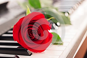 Red rose piano keys romantic background.