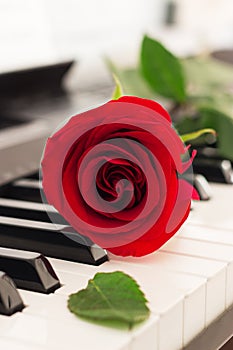 Red rose piano keys romantic background.