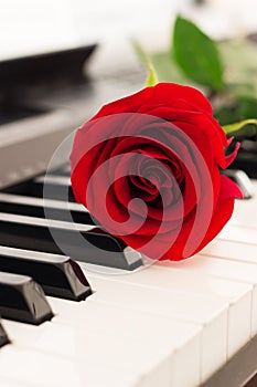 Red rose piano keys romantic background.