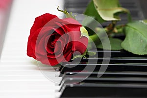 Red rose on piano, love and music