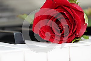 Red rose on piano, love and music