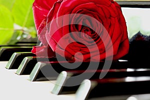 Red rose on Piano photo