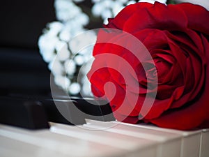 Red rose on piano, romantic music composition