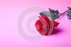 Red rose on a pink background.