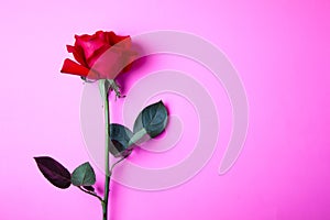 Red rose on a pink background.