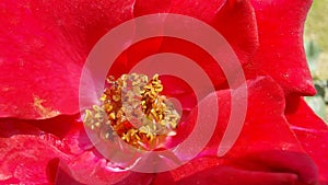 red rose pollens closeup