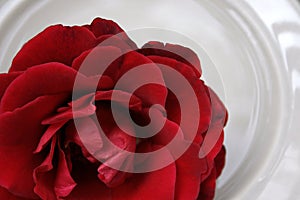 Red Rose on Porcelain