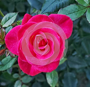 Red rose in portland,oregon