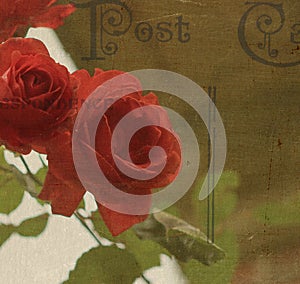 Red Rose Postcard