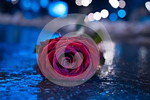 Red rose in the puddle on the street at night with light reflections, with drops of water, with blue and white reflections