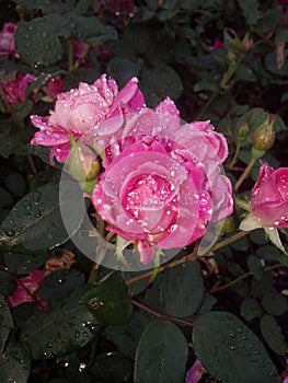 Red Rose after the rain