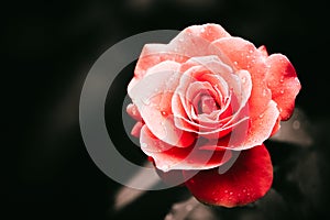 Red rose after the rain detail with several water droplets with a dramatic natural light illumination against a dark background