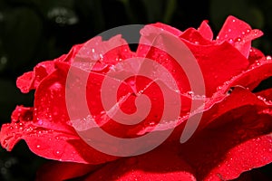 red rose rain drop macro