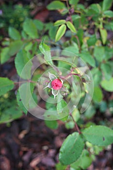 Red rose with rain drops on petals creating vial effects