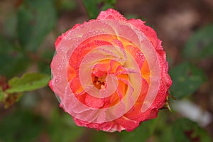 Red rose with rain drops on petals creating vial effects