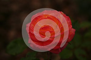 Red rose with rain drops on petals creating vial effects