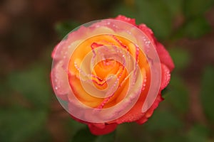 Red rose with rain drops on petals creating vial effects