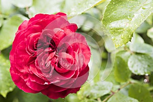 Blazing red rose after rain in garden