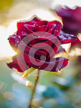 Red rose after the rain on the plot, illuminated by the sun.