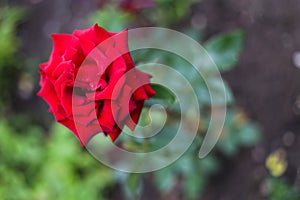 Red rose after rain standing straight in spite of wind