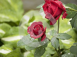 Red Rose on the rain