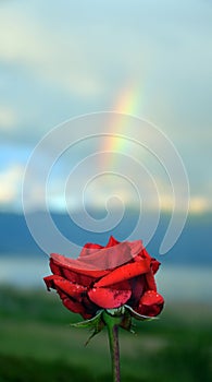 Red rose and rainbow