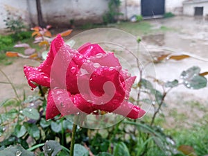 Red rose raindrops
