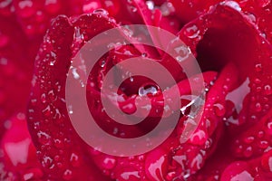 A red rose with raindrops