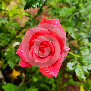 Red rose in rainy season