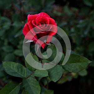 Red rose, Red roses bouquet with free space for text, Red Roses on a bush in a garden, Valentine day concept