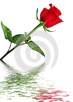 Red rose reflected in water